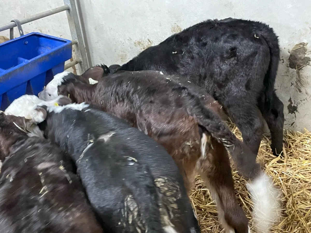 Beef cattle - Image 2