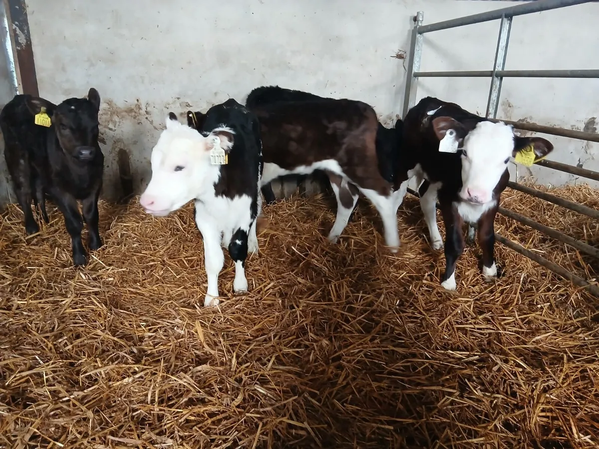 Beef cattle - Image 3