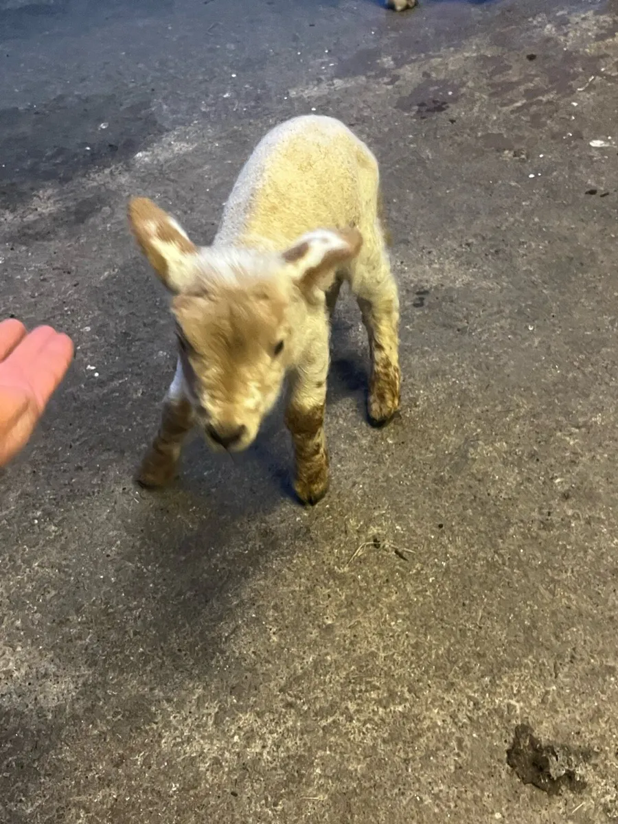 Foster ewe lamb - Image 1