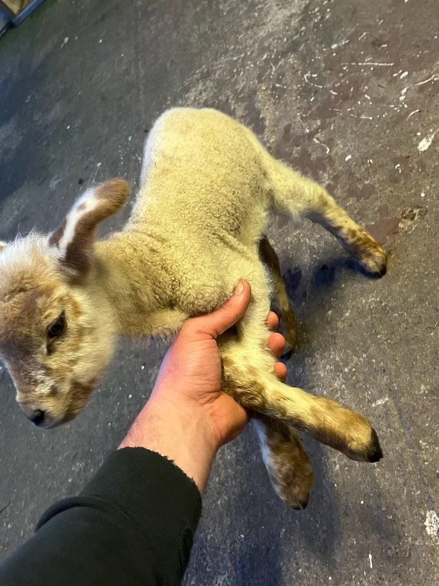 Foster ewe lamb - Image 3