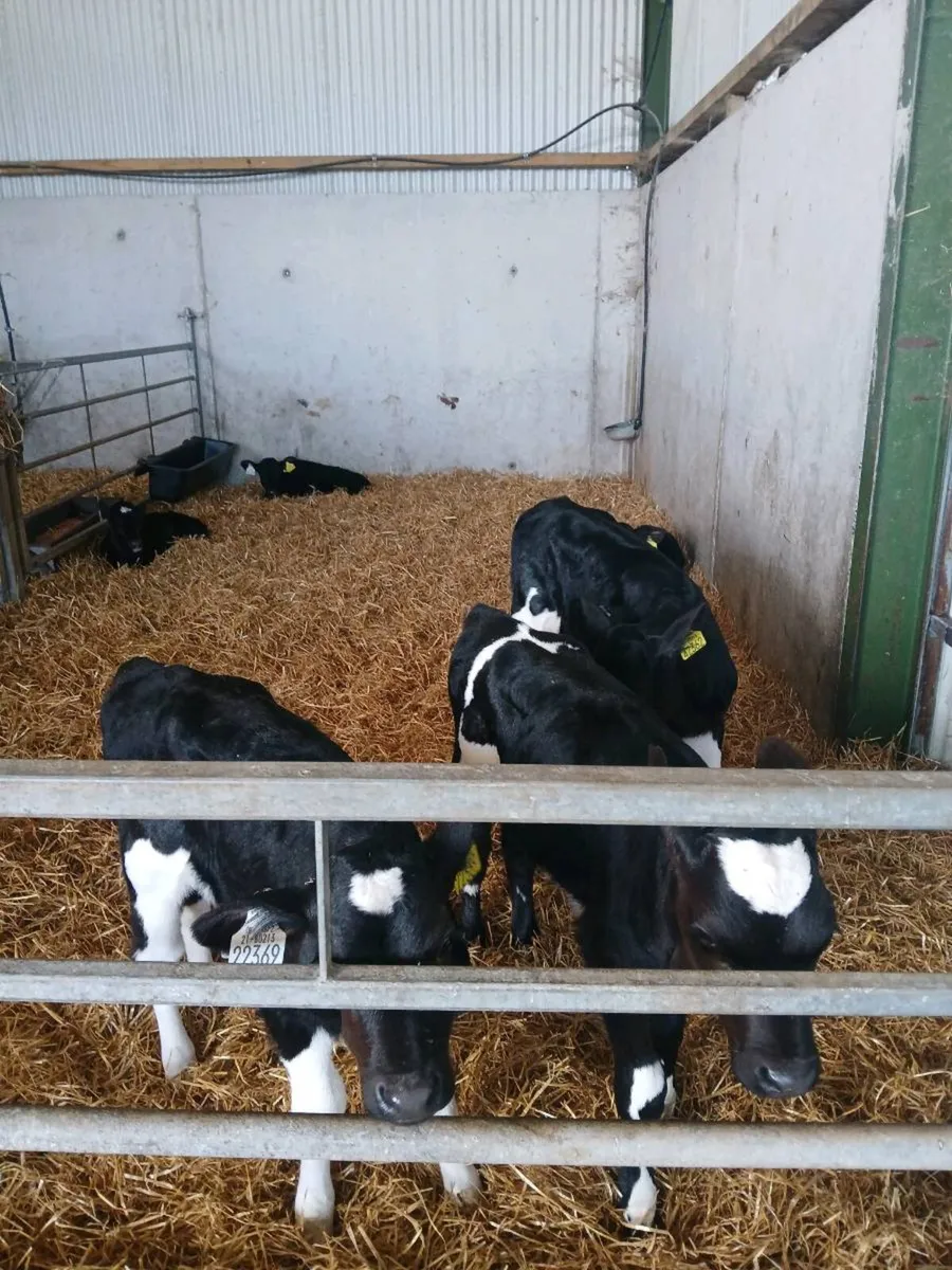 12 High EBI heifer calves - Image 2
