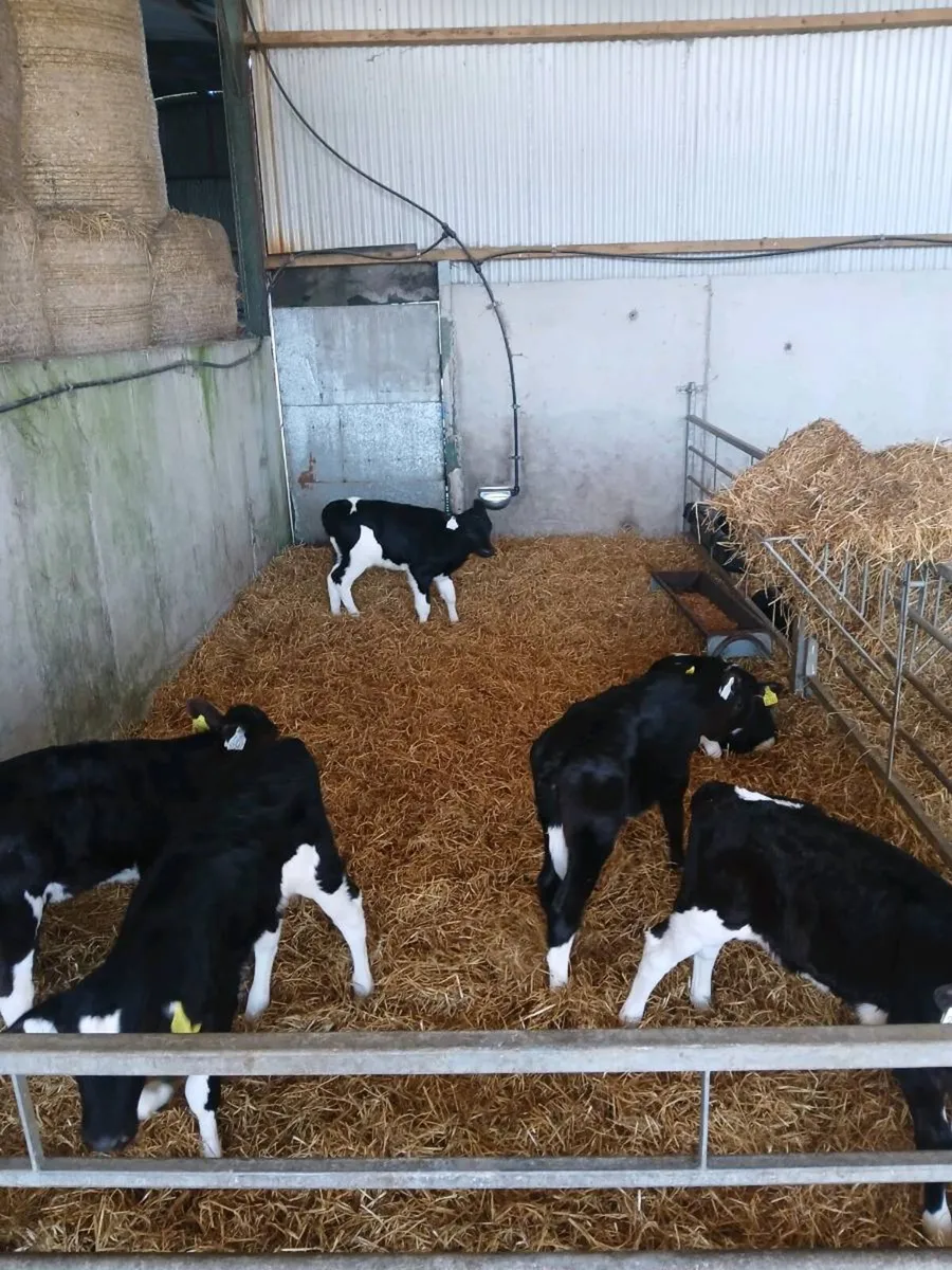 12 High EBI heifer calves - Image 3