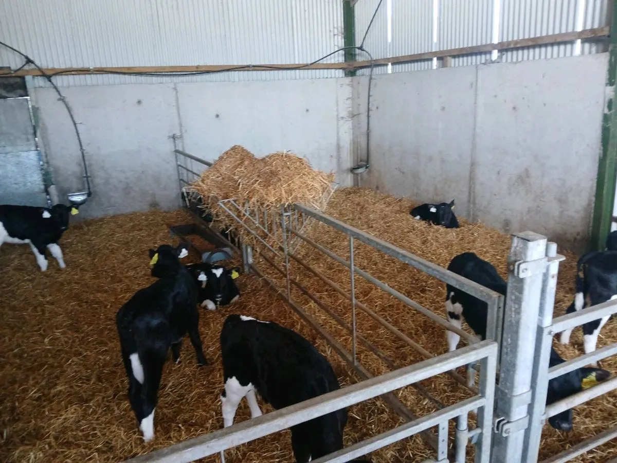 12 High EBI heifer calves - Image 1