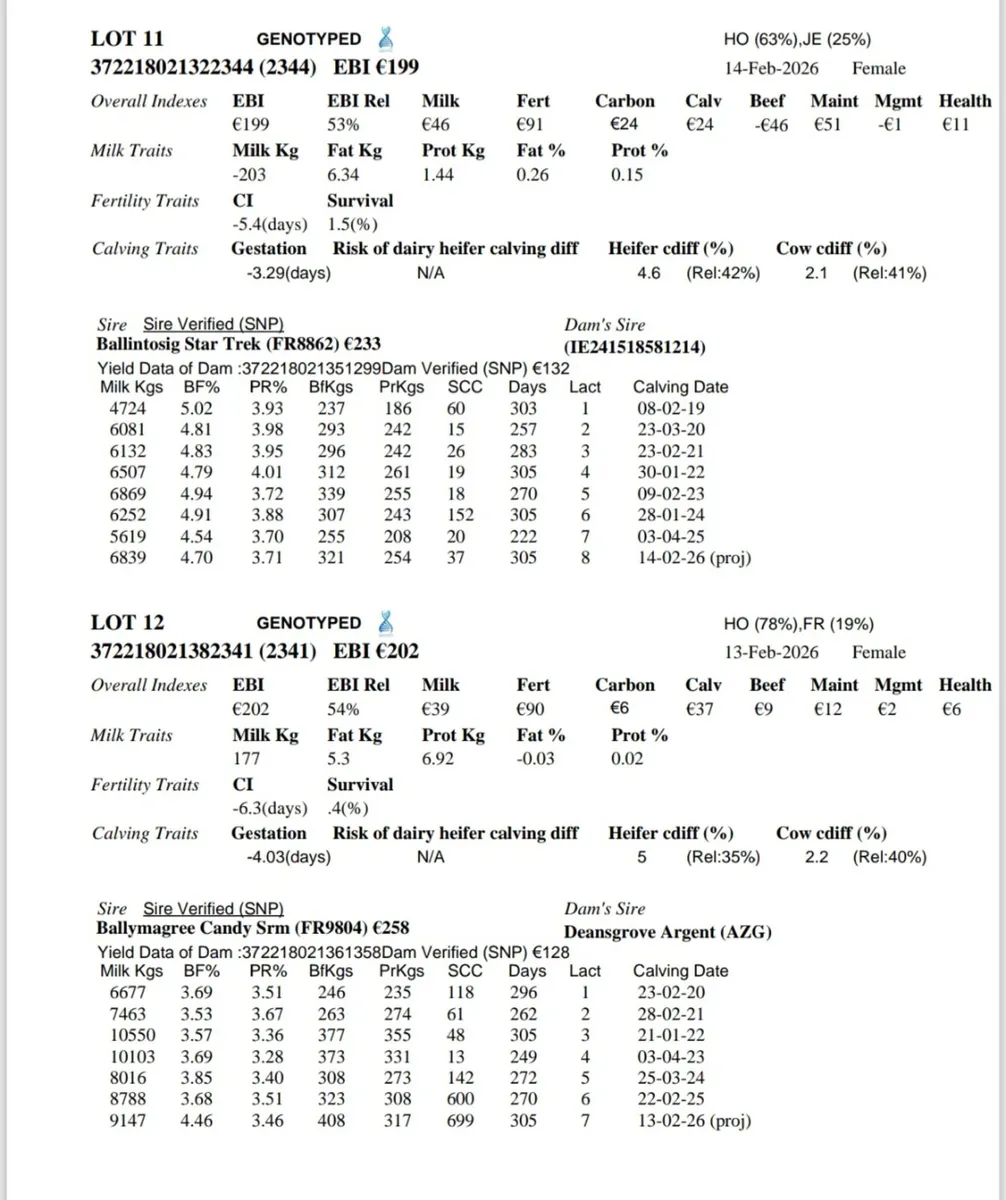 12 High EBI heifer calves - Image 4
