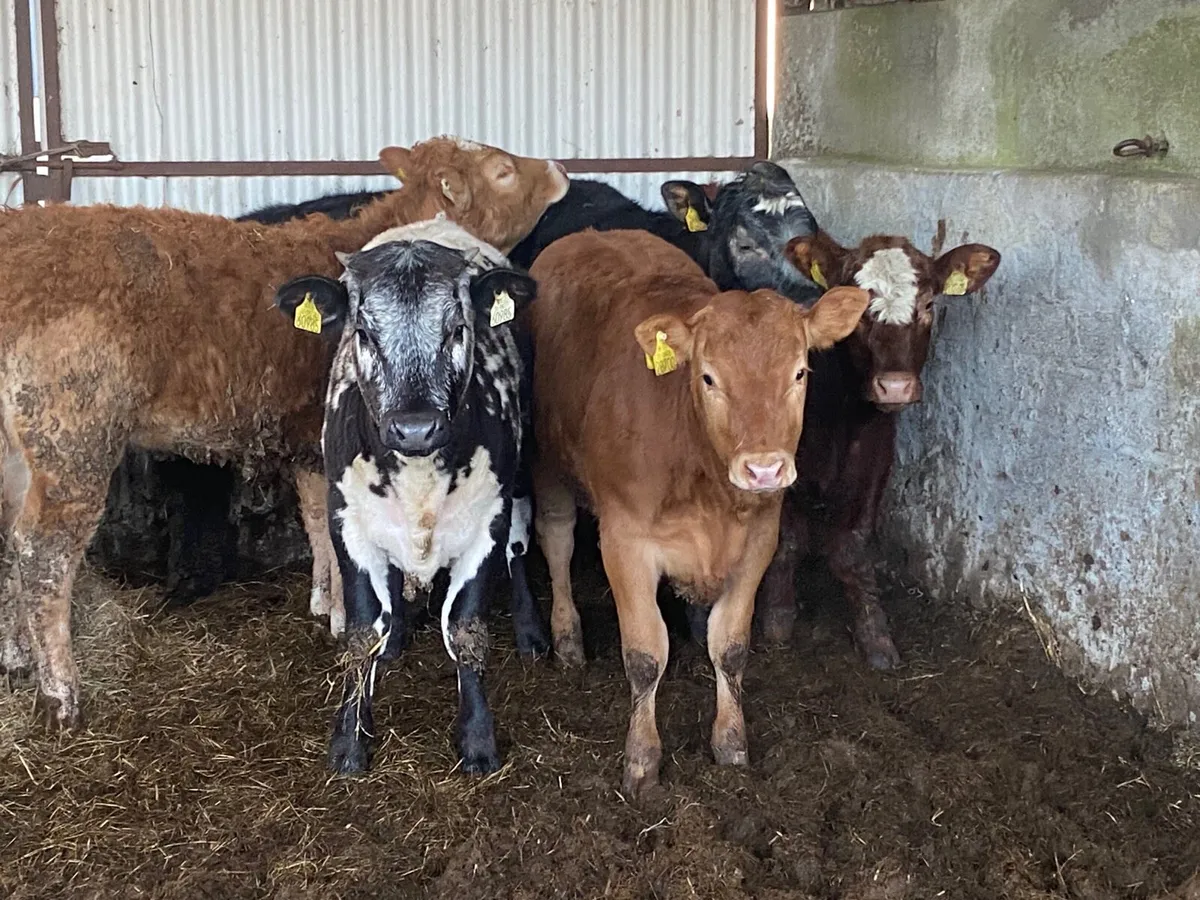 6 Super 280kg Heifer Weanlings - Image 1