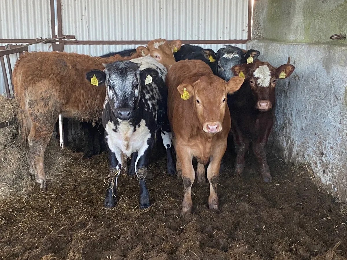 6 Super 280kg Heifer Weanlings - Image 3