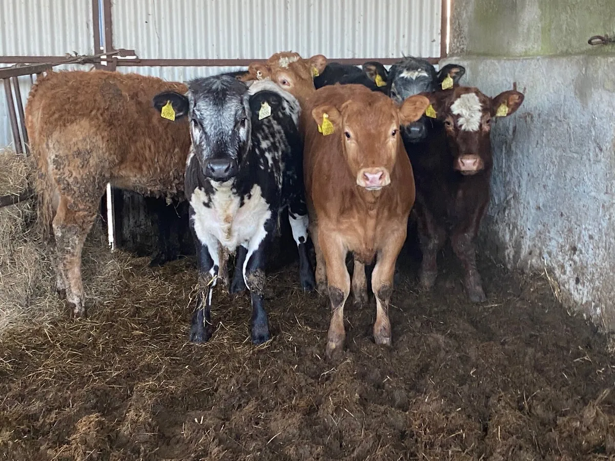 6 Super 280kg Heifer Weanlings - Image 4