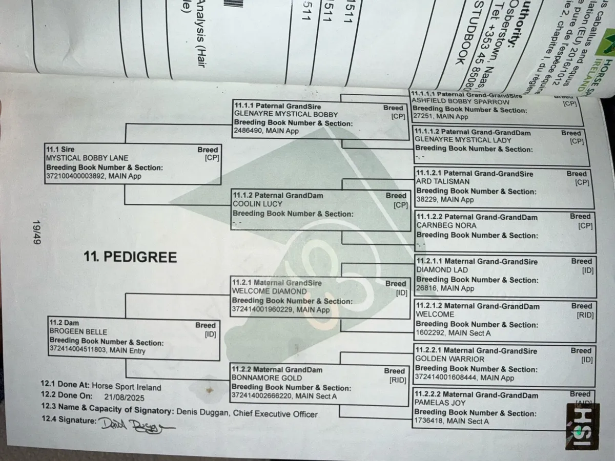 Connemara X Irish draft