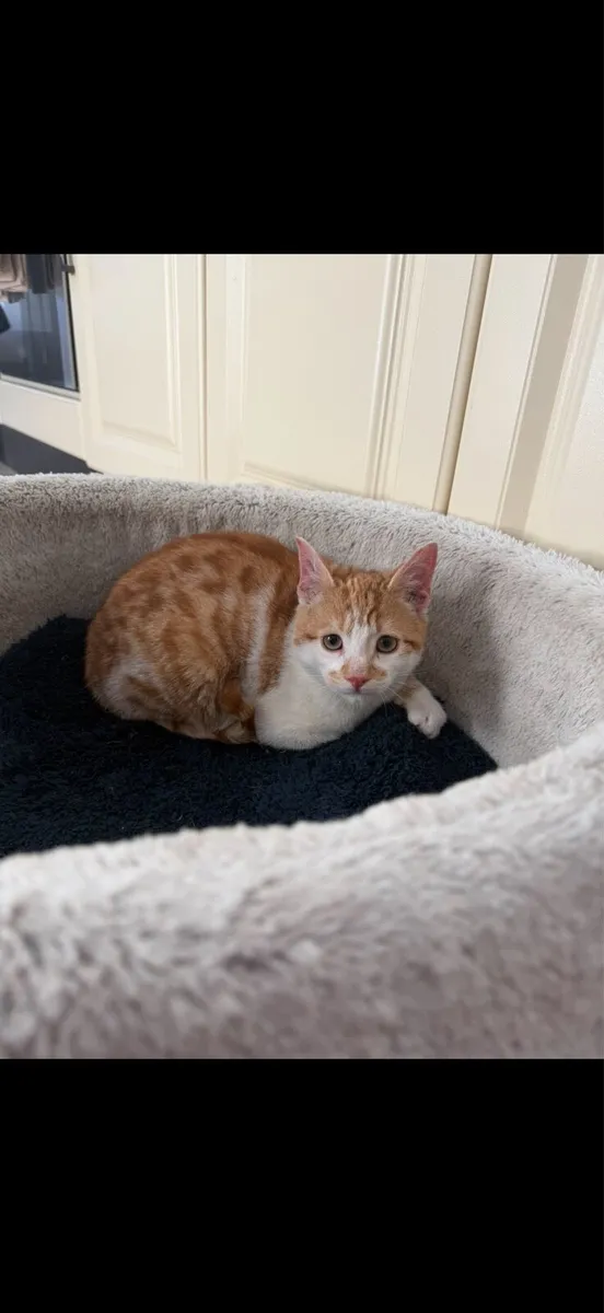 Beautiful Ginger Kitten - Image 1
