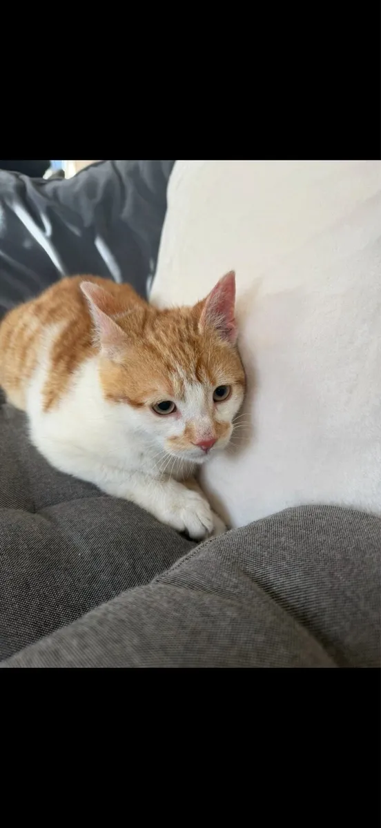 Beautiful Ginger Kitten - Image 2