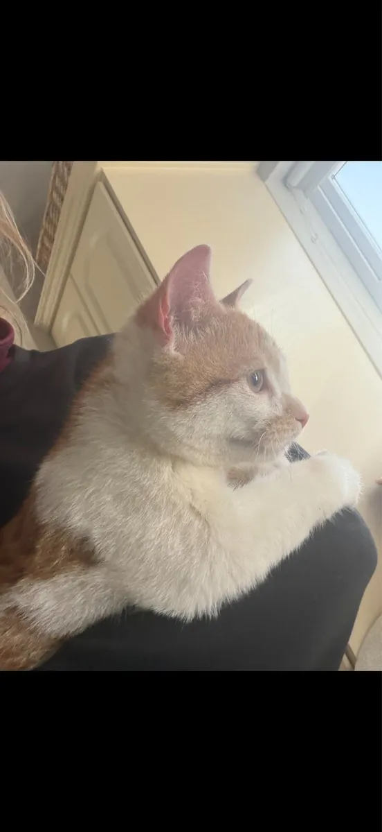 Beautiful Ginger Kitten - Image 3