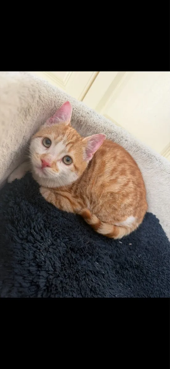 Beautiful Ginger Kitten - Image 4