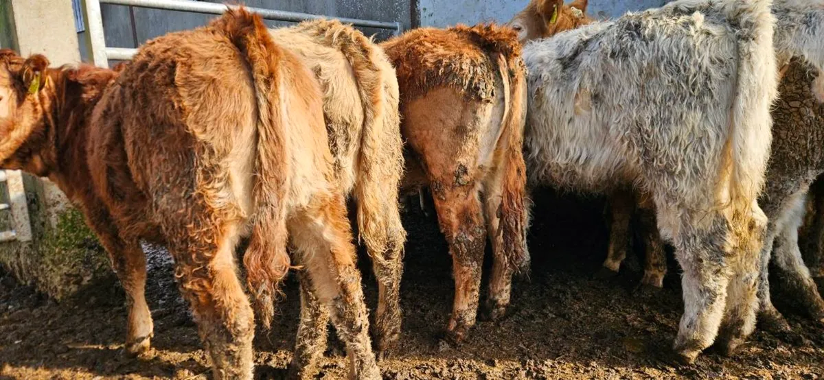 10 Super suckler bred Heifers - Image 1