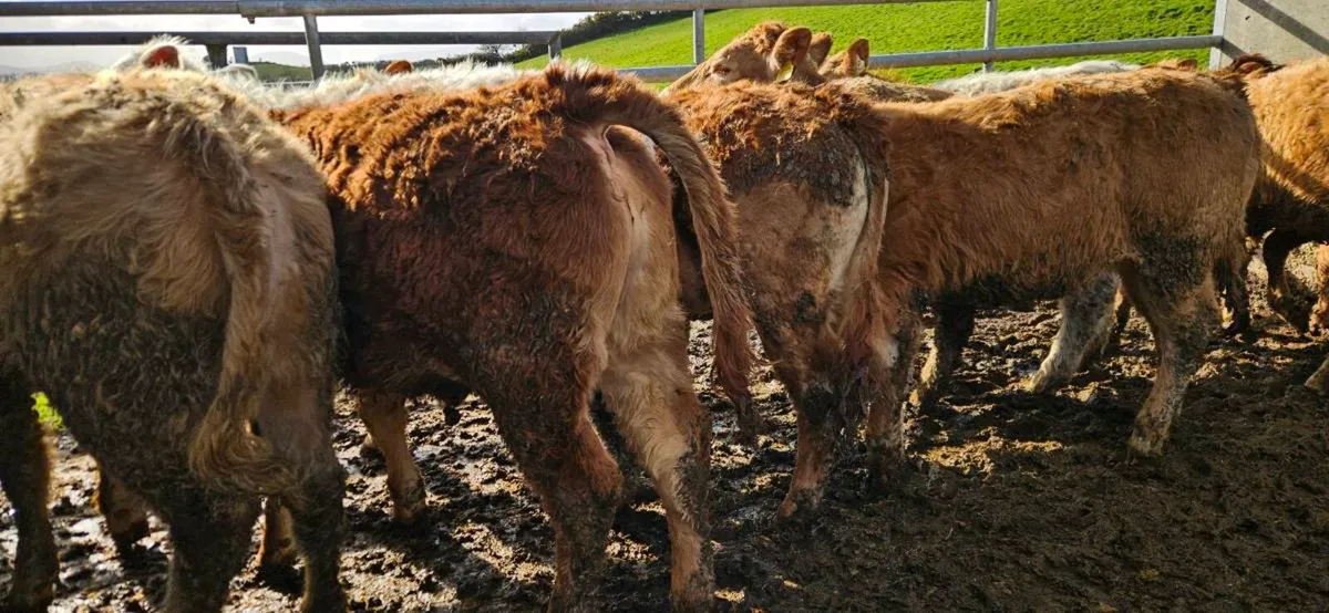 10 Super suckler bred Heifers - Image 1