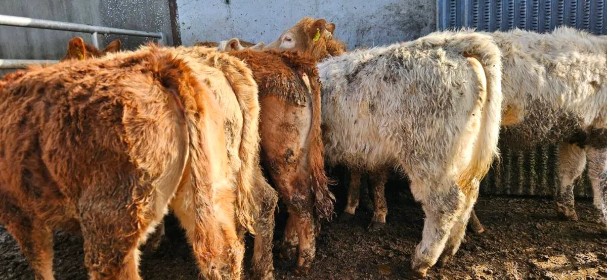 10 Super suckler bred Heifers - Image 2