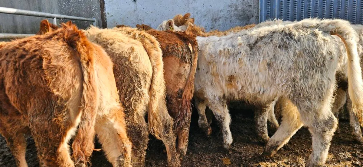 10 Super suckler bred Heifers - Image 3