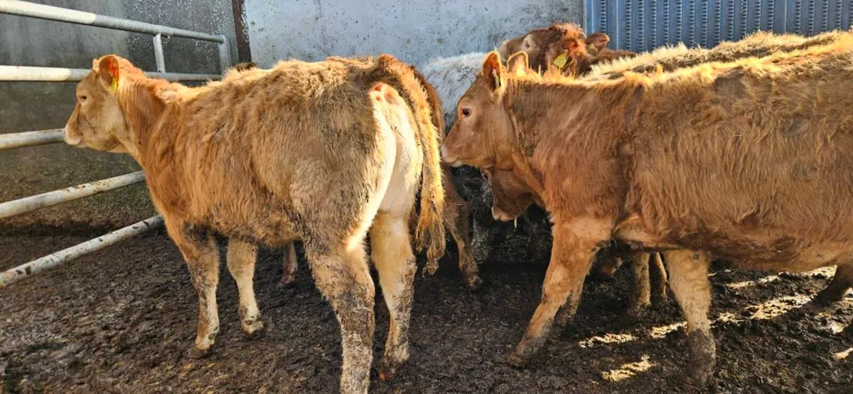 10 Super suckler bred Heifers - Image 4