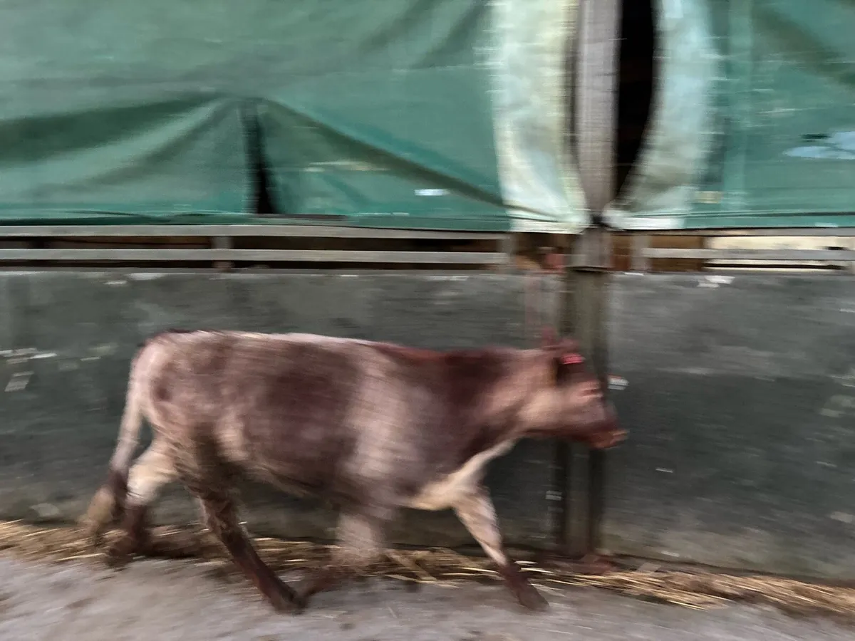 Super roan shorthorn breeding heifer - Image 2