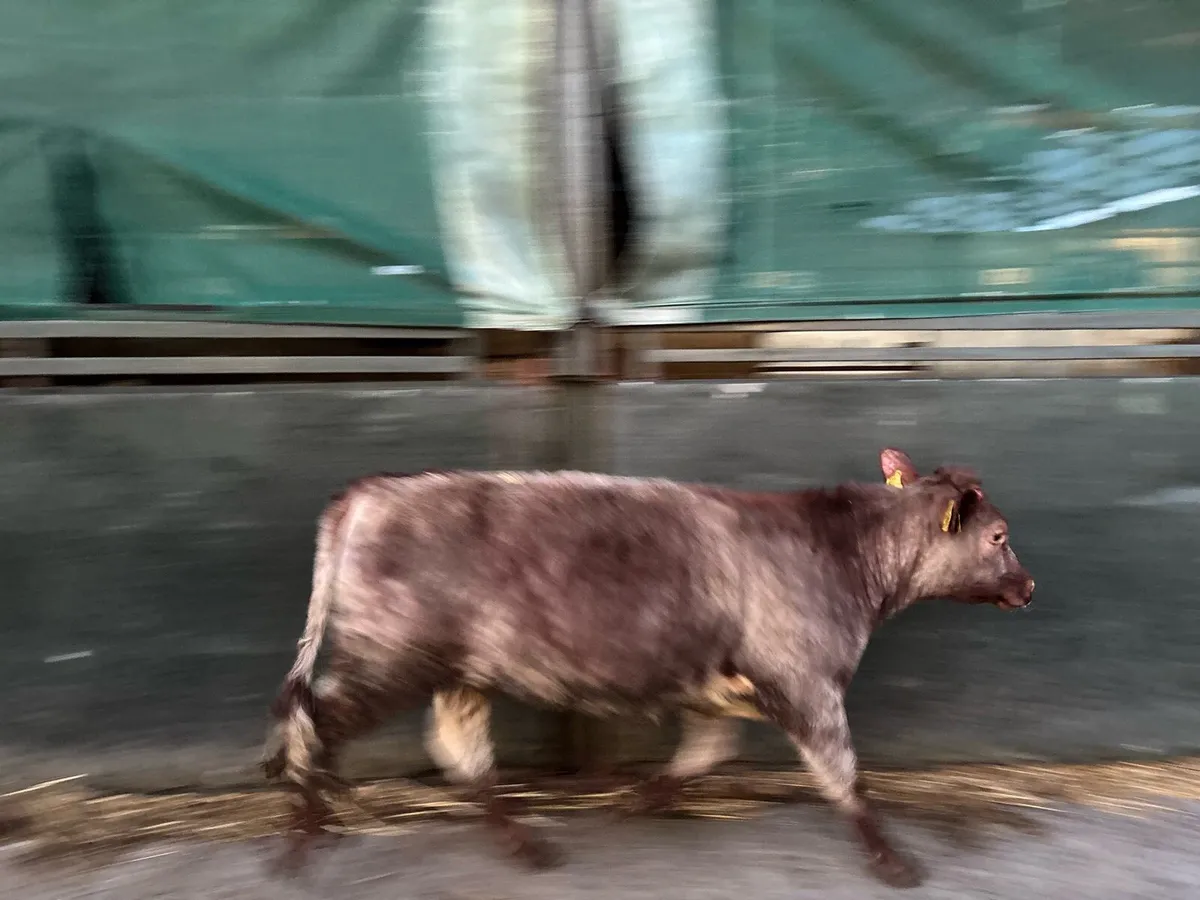Super roan shorthorn breeding heifer - Image 1