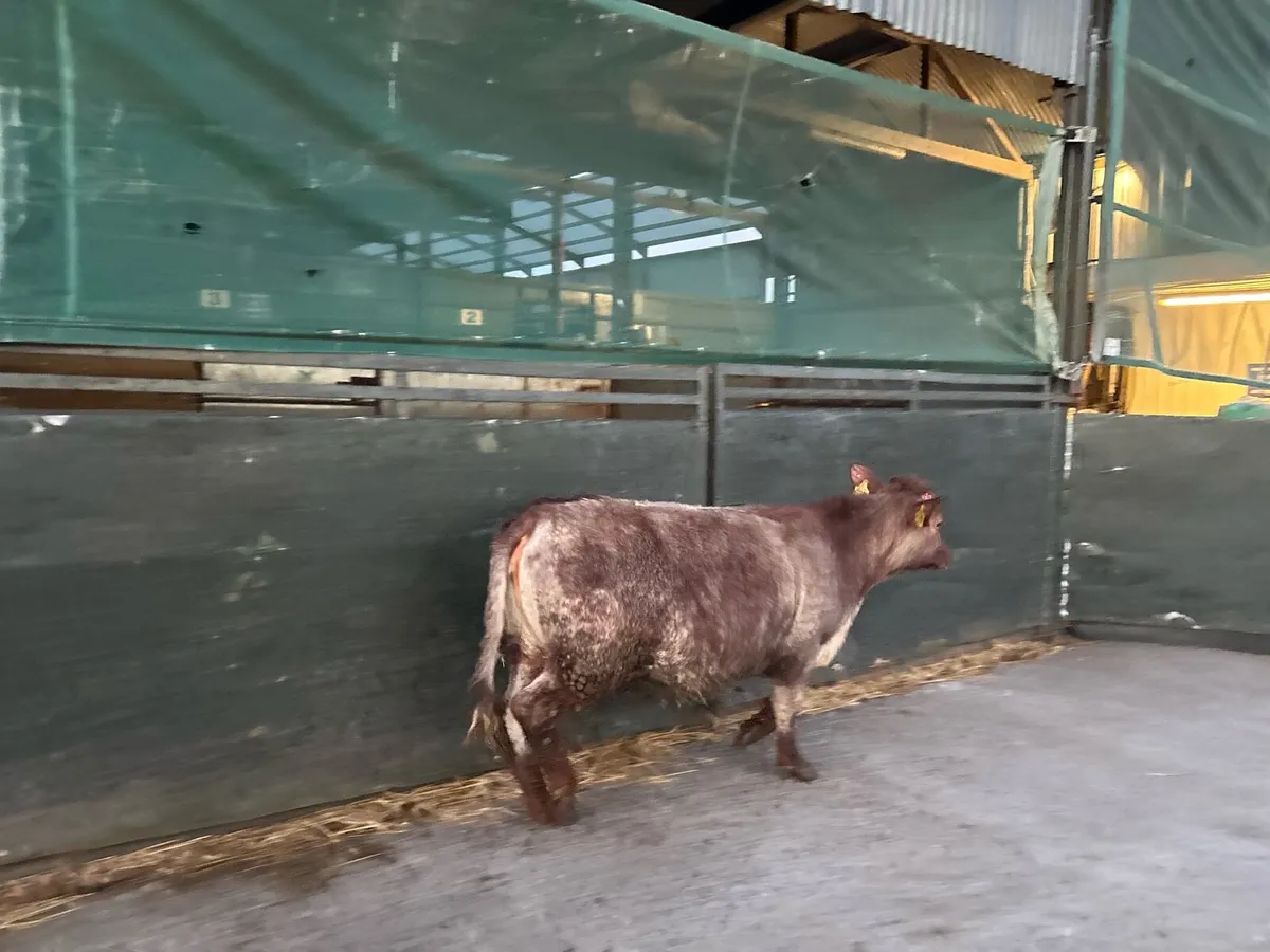 Super roan shorthorn breeding heifer - Image 3