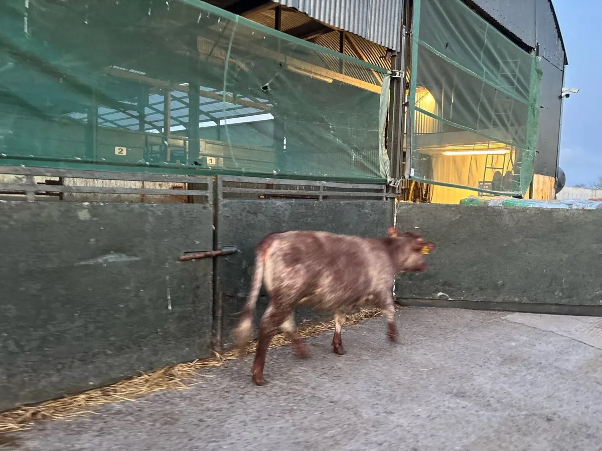 Super roan shorthorn breeding heifer - Image 4