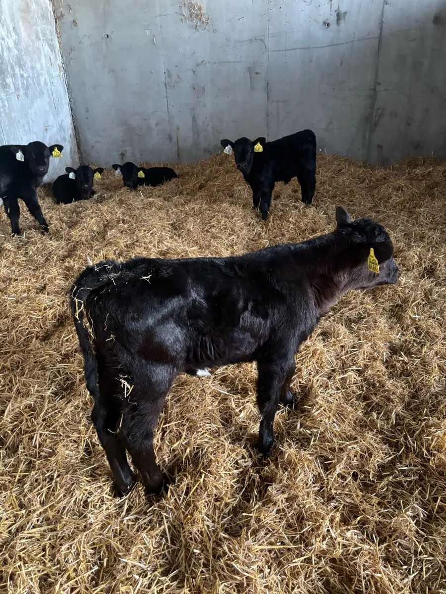 Angus calves - Image 1
