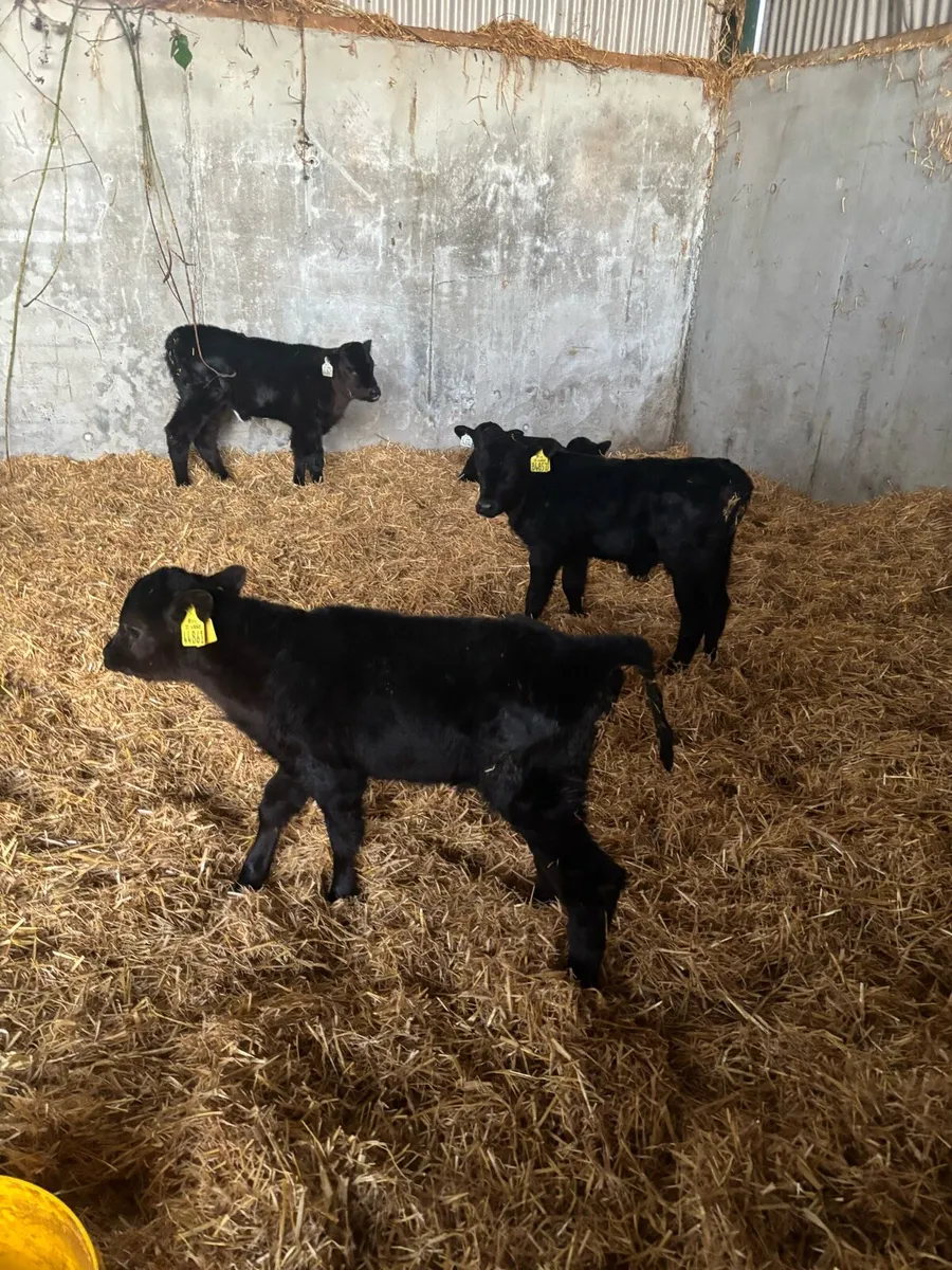 Angus calves - Image 2