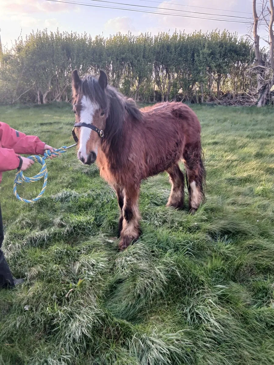 Bay gelding 13hh to make 14.2hh  passported - Image 1