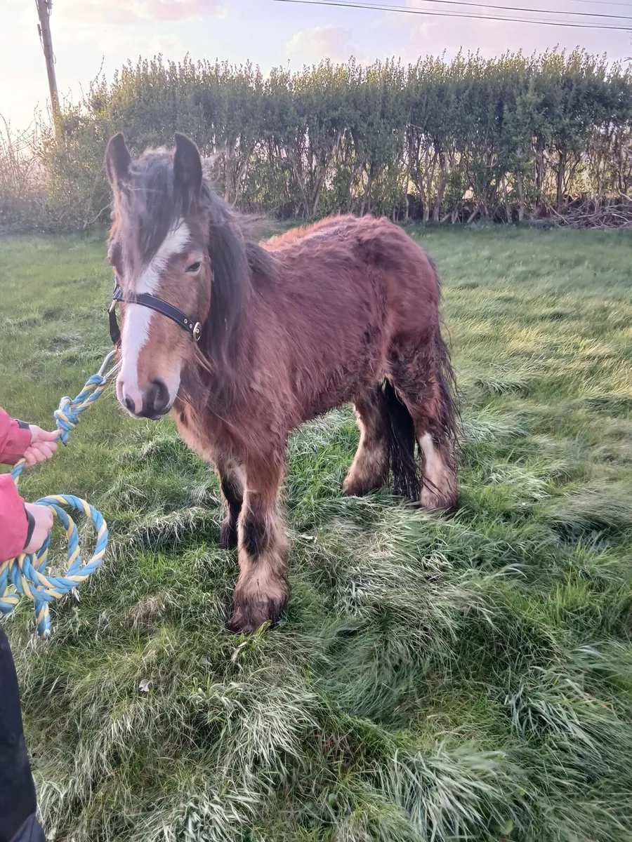 Bay gelding 13hh to make 14.2hh  passported - Image 2