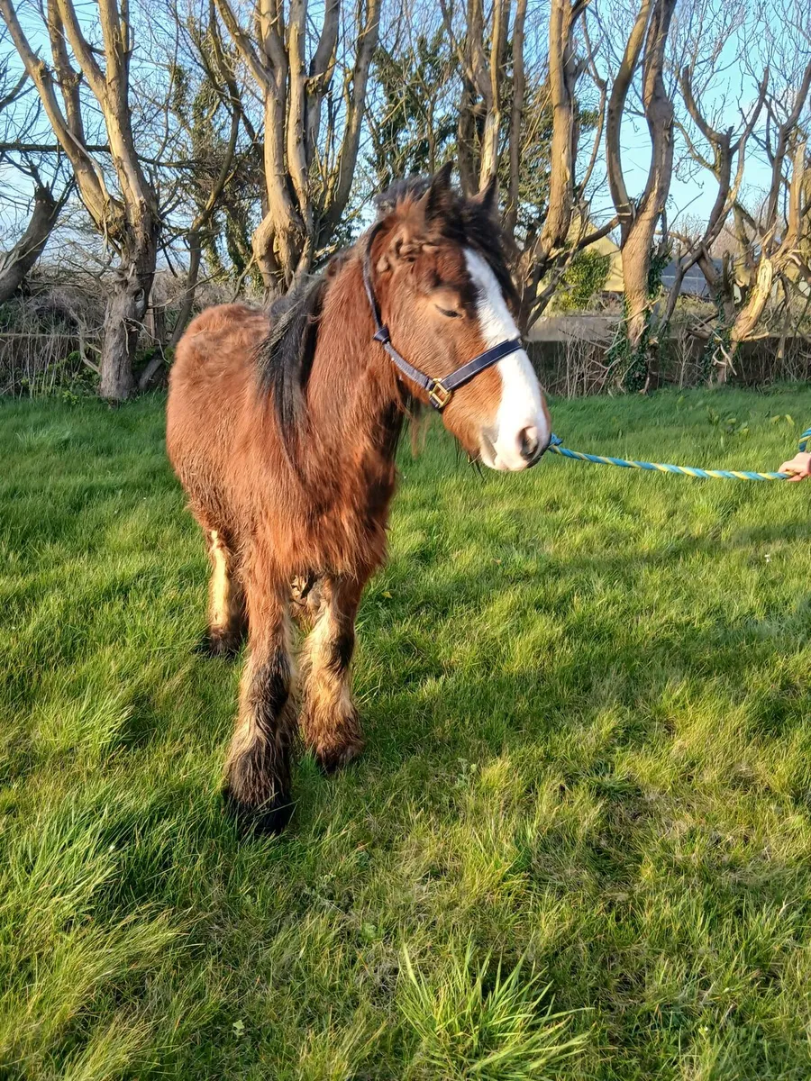 Bay gelding 13hh to make 14.2hh  passported - Image 3