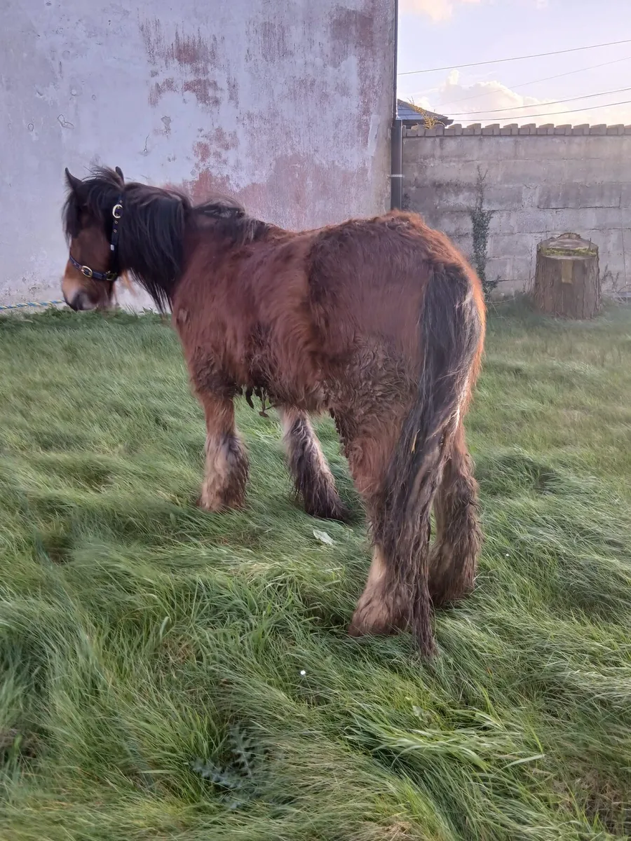 Bay gelding 13hh to make 14.2hh  passported - Image 4