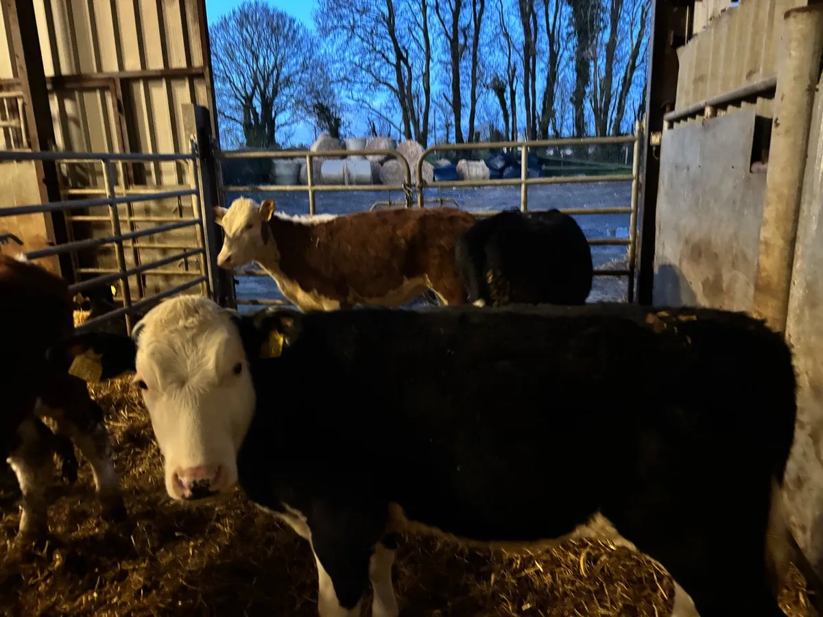 4 super Hereford weanling heifers - Image 2
