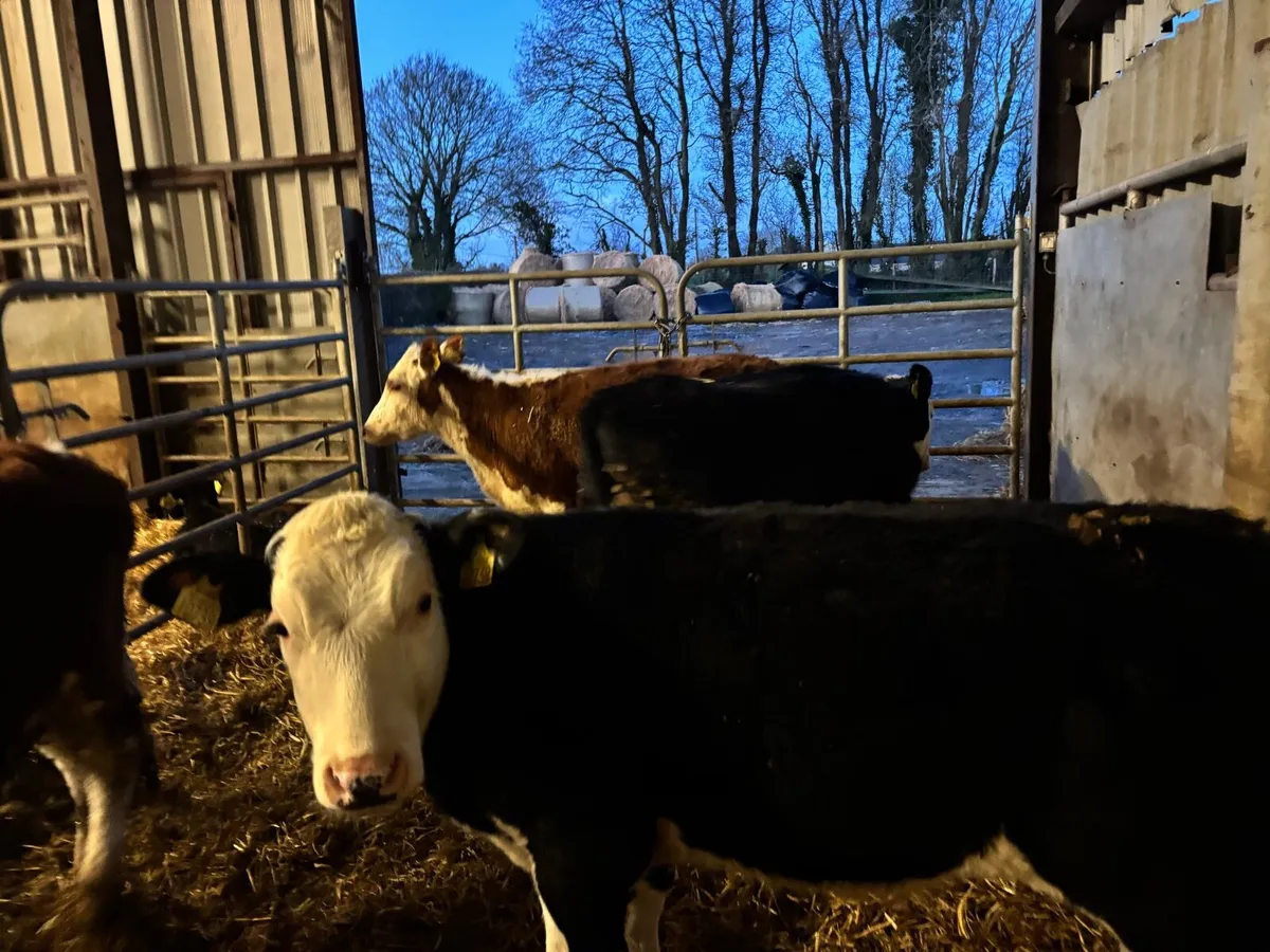 4 super Hereford weanling heifers - Image 1