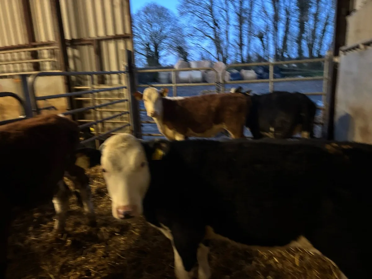 4 super Hereford weanling heifers - Image 3