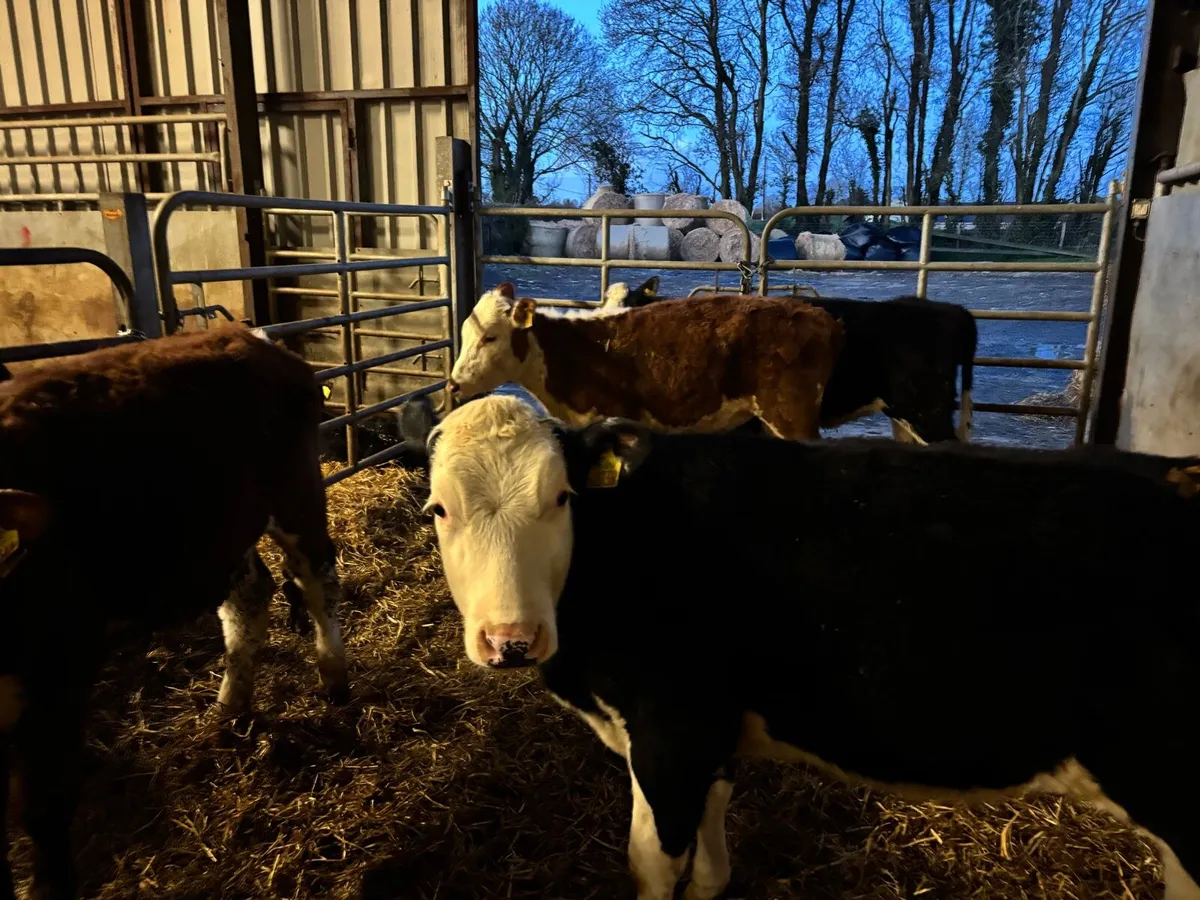 4 super Hereford weanling heifers - Image 4