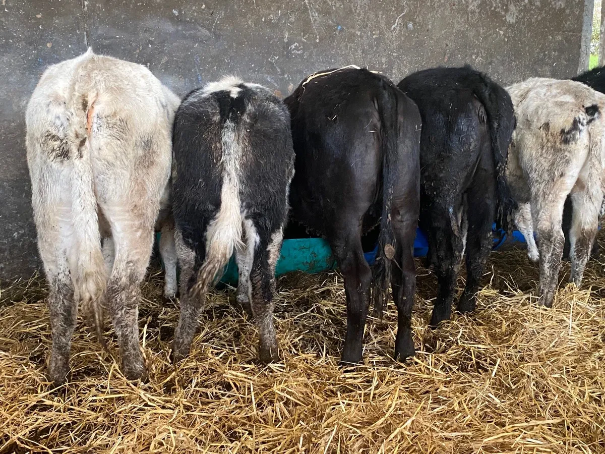 6 Super Weanling Heifers - Image 4