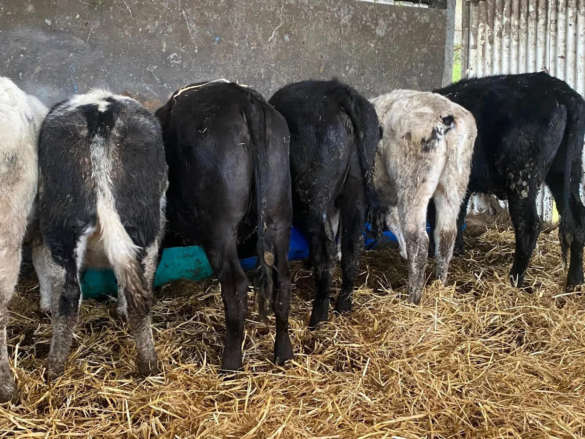 6 Super Weanling Heifers - Image 1