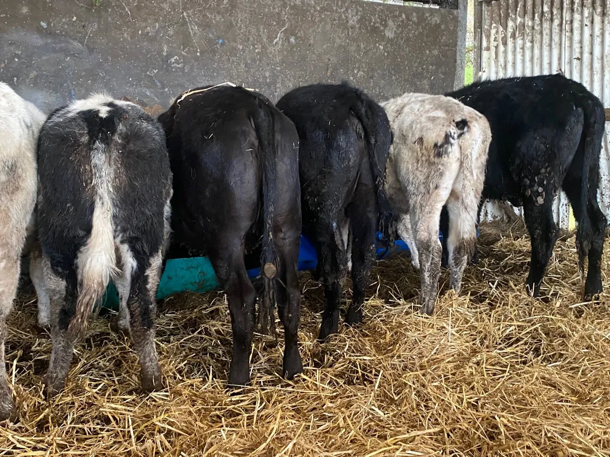 6 Super Weanling Heifers - Image 2