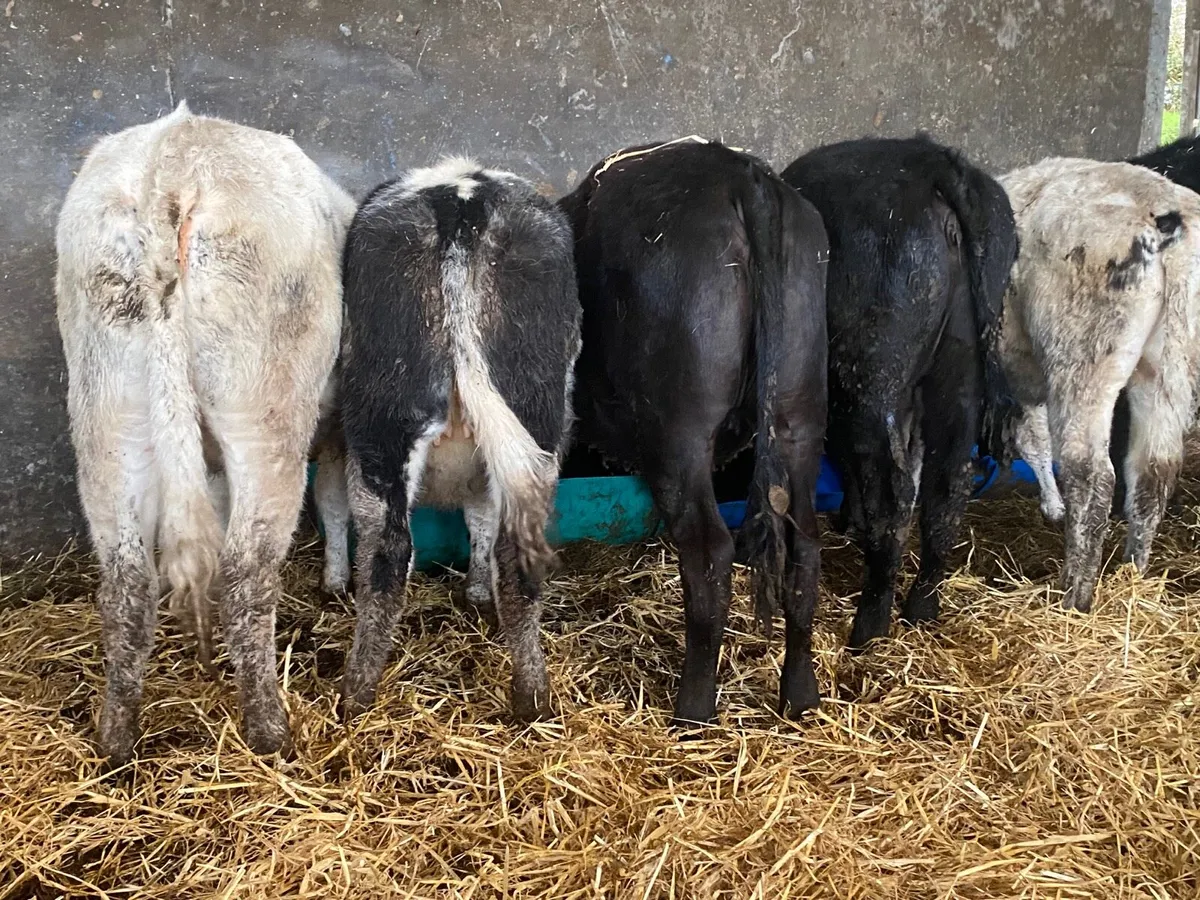 6 Super Weanling Heifers - Image 3