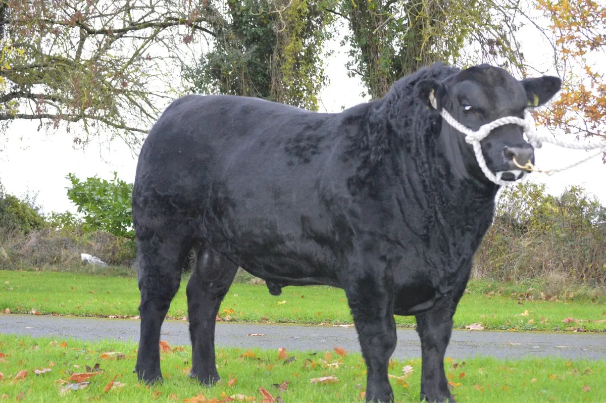 Premium Angus Bulls - Lemonfield Angus Herd - Image 1