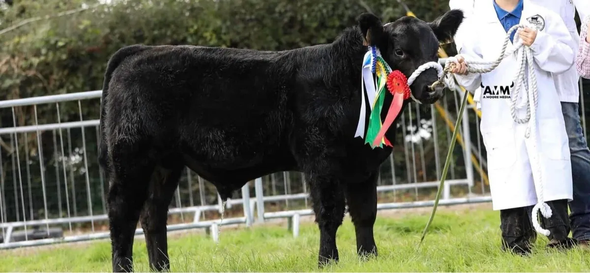 Premium Angus Bulls - Lemonfield Angus Herd - Image 2