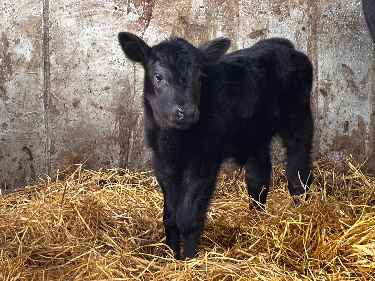 Premium Angus Bulls - Lemonfield Angus Herd - Image 4