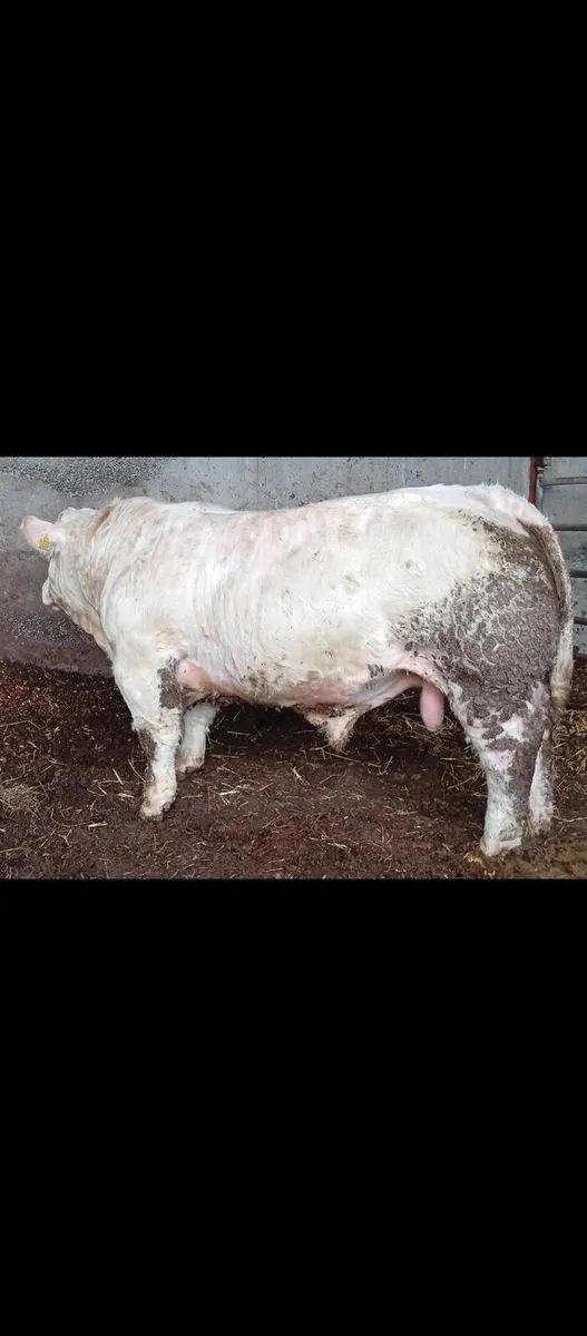 Scardaune Charolais - Image 2