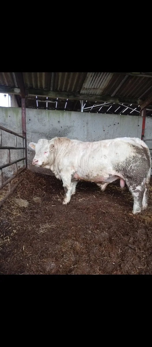 Scardaune Charolais - Image 4