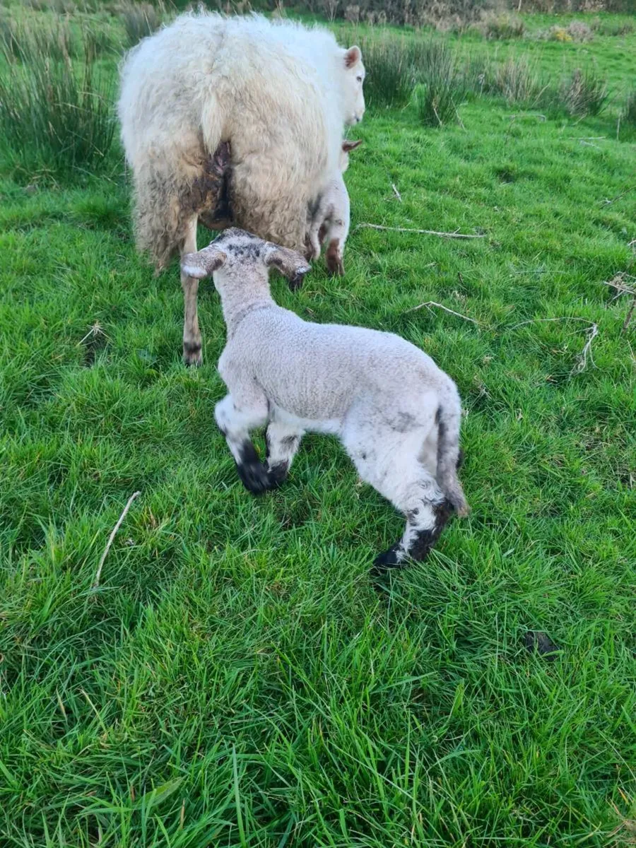 Foster lambs - Image 1