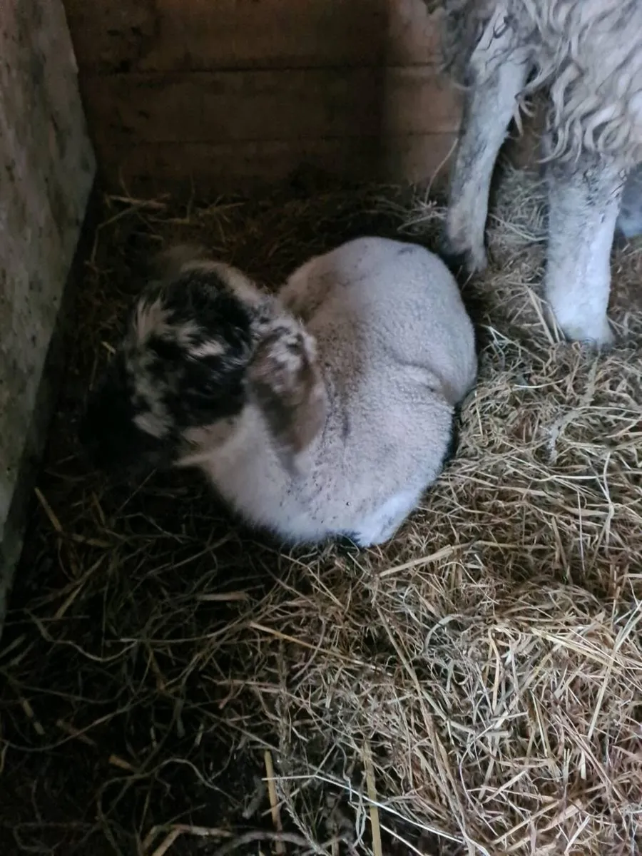 Foster lambs - Image 3