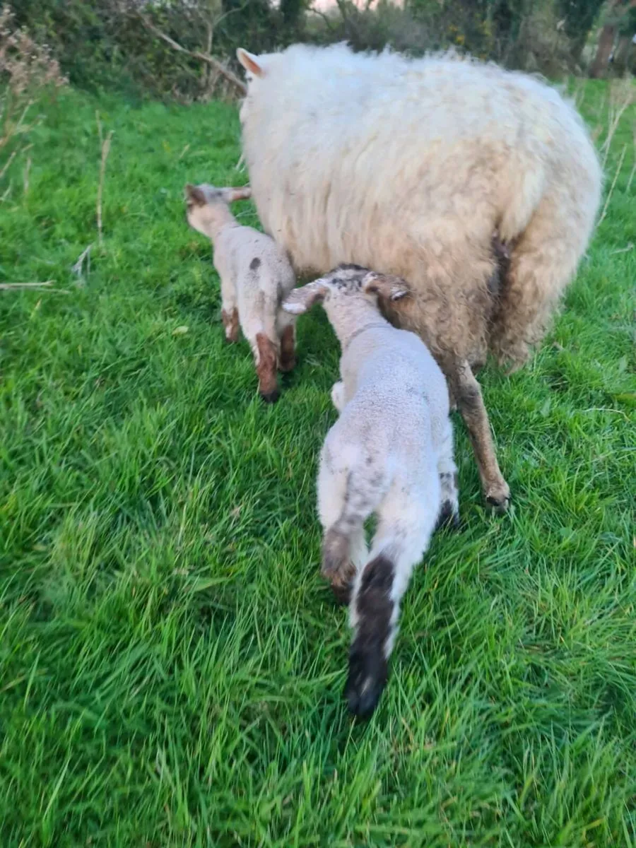 Foster lambs - Image 4