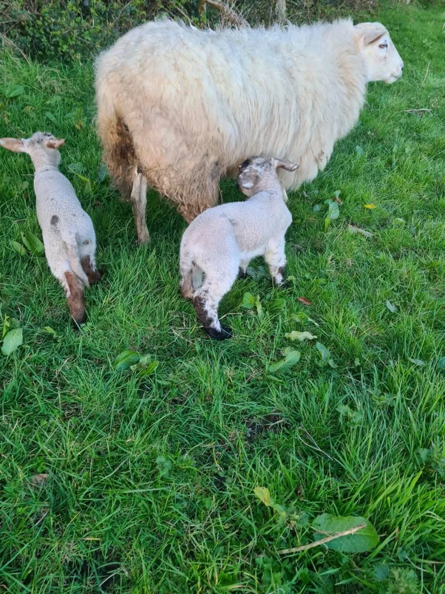 Foster lambs - Image 2