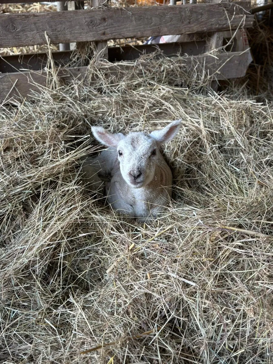 Pet Lambs - Image 2