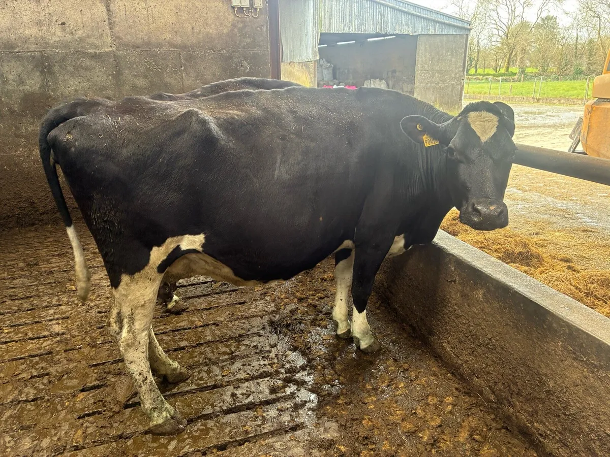 20 frx/jex April calveing cows